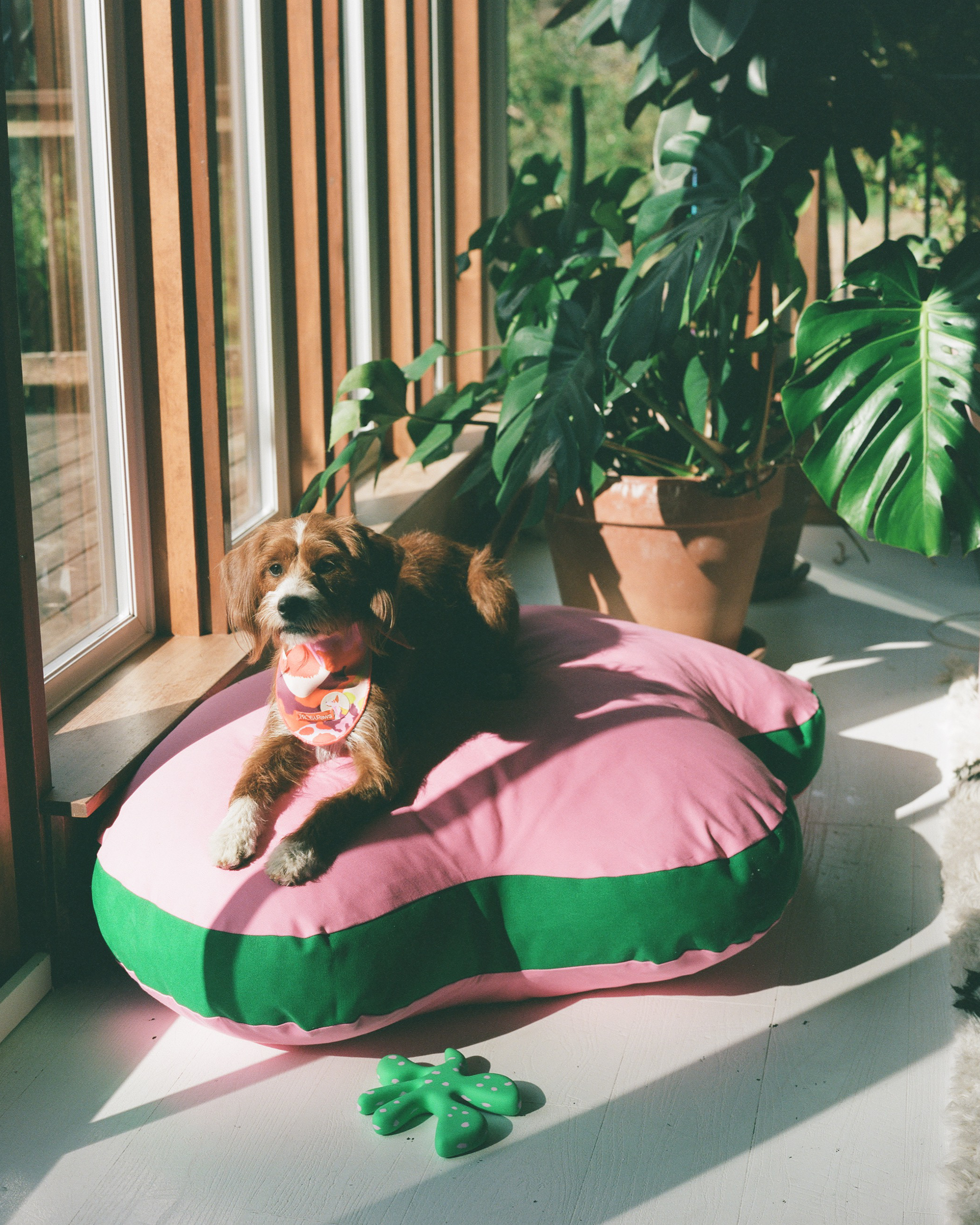 The "Paw-fect" Bed