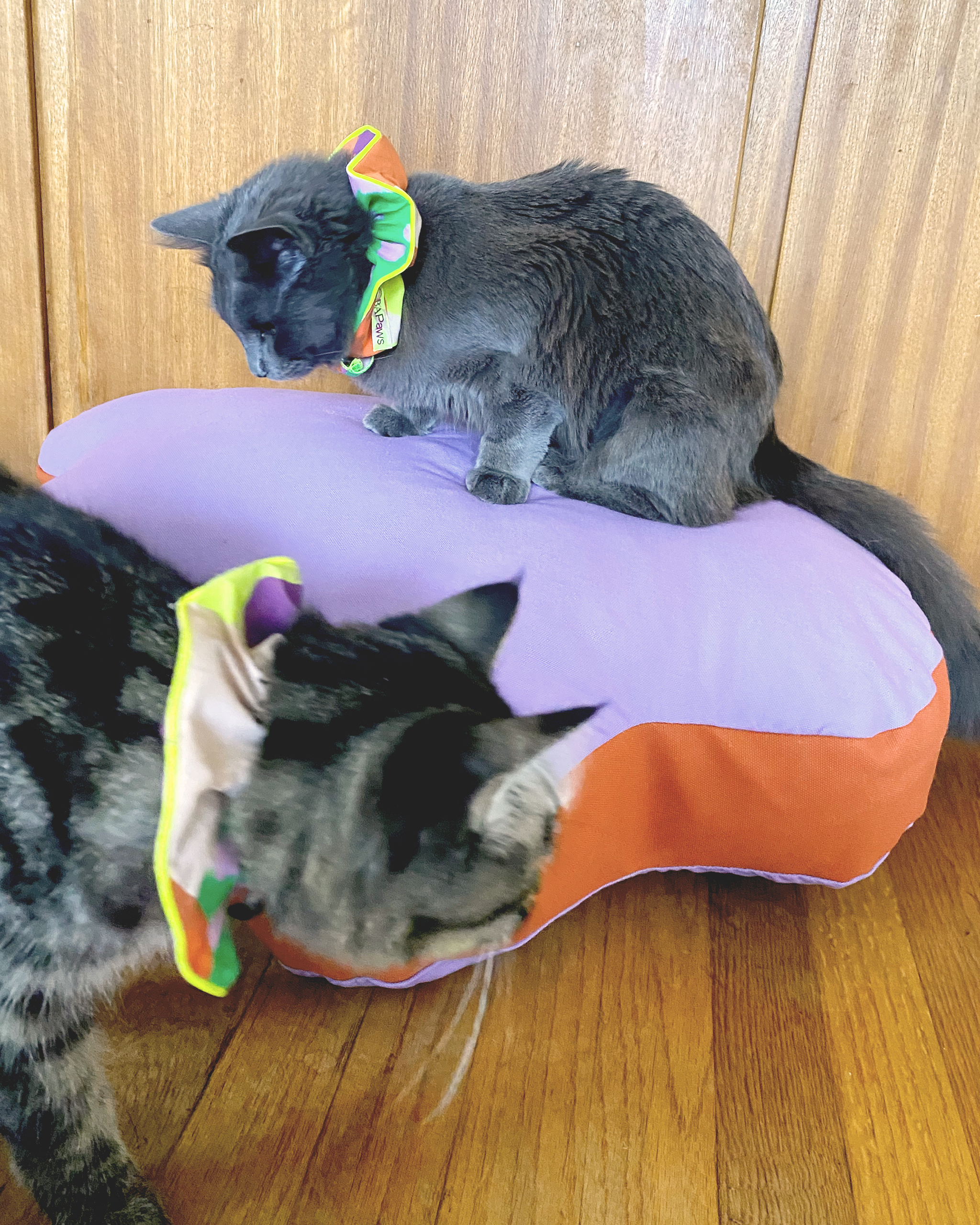 The "Paw-fect" Bed Small, Sample