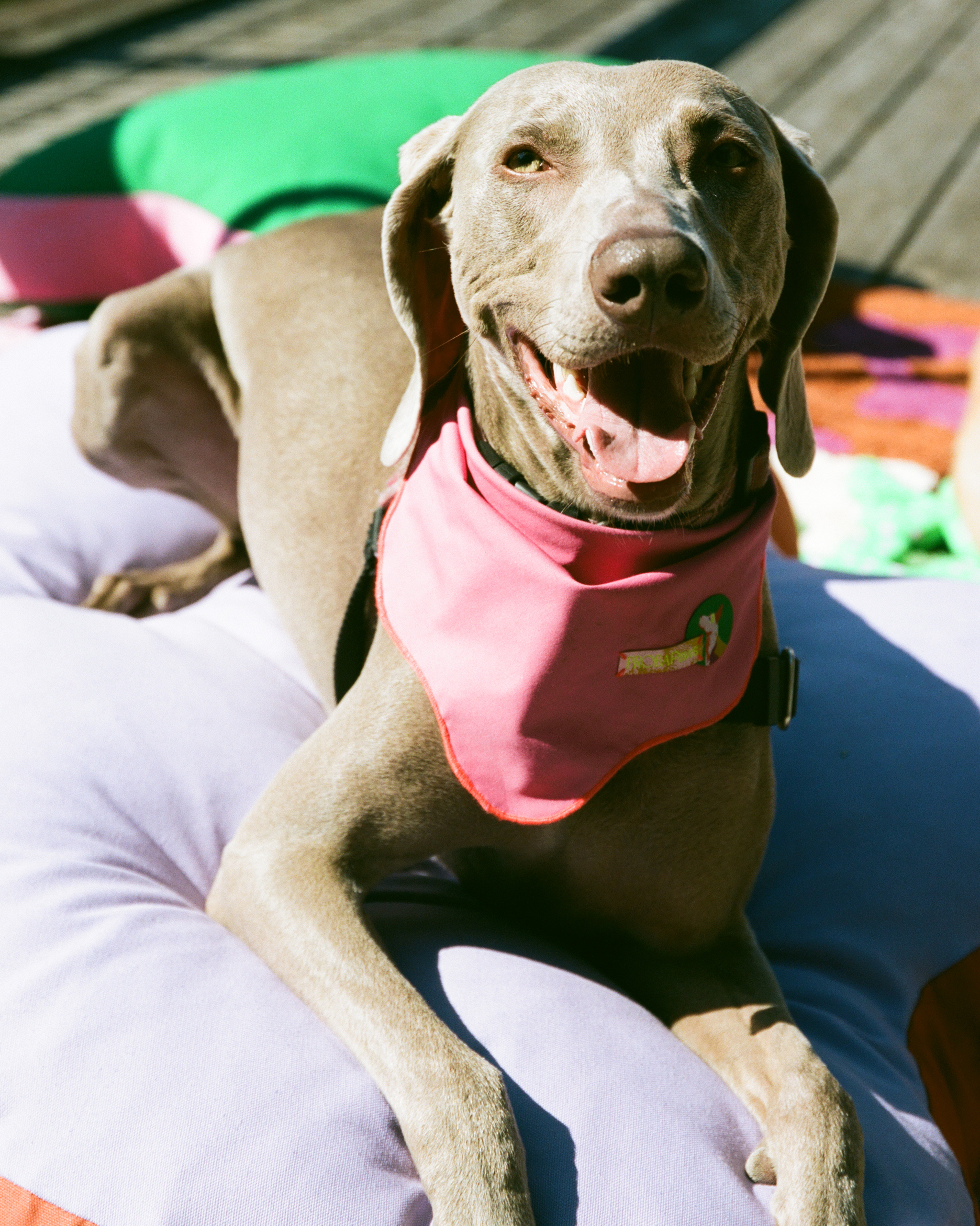The "Paw-fect" Bed Small, Sample