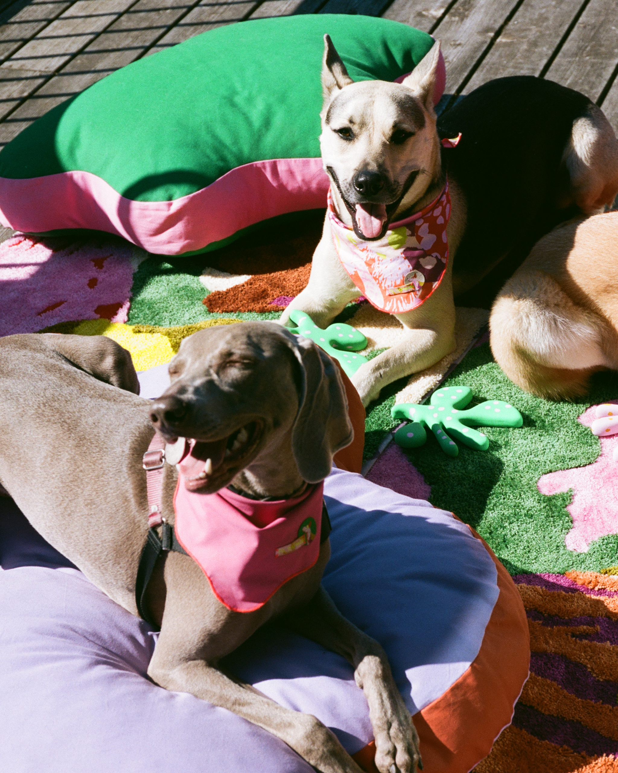 The "Paw-fect" Bed Small, Sample