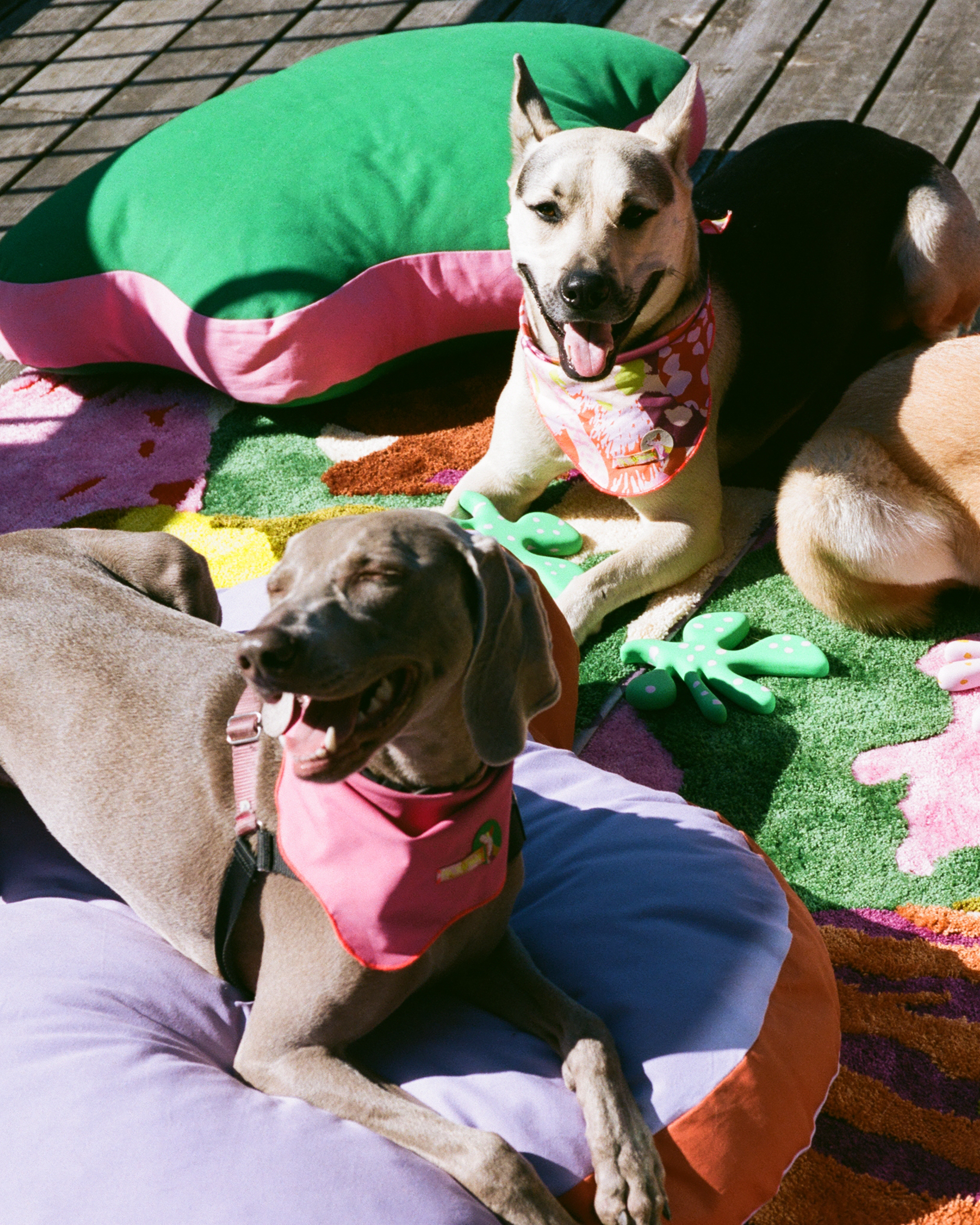 The "Paw-fect" Bed