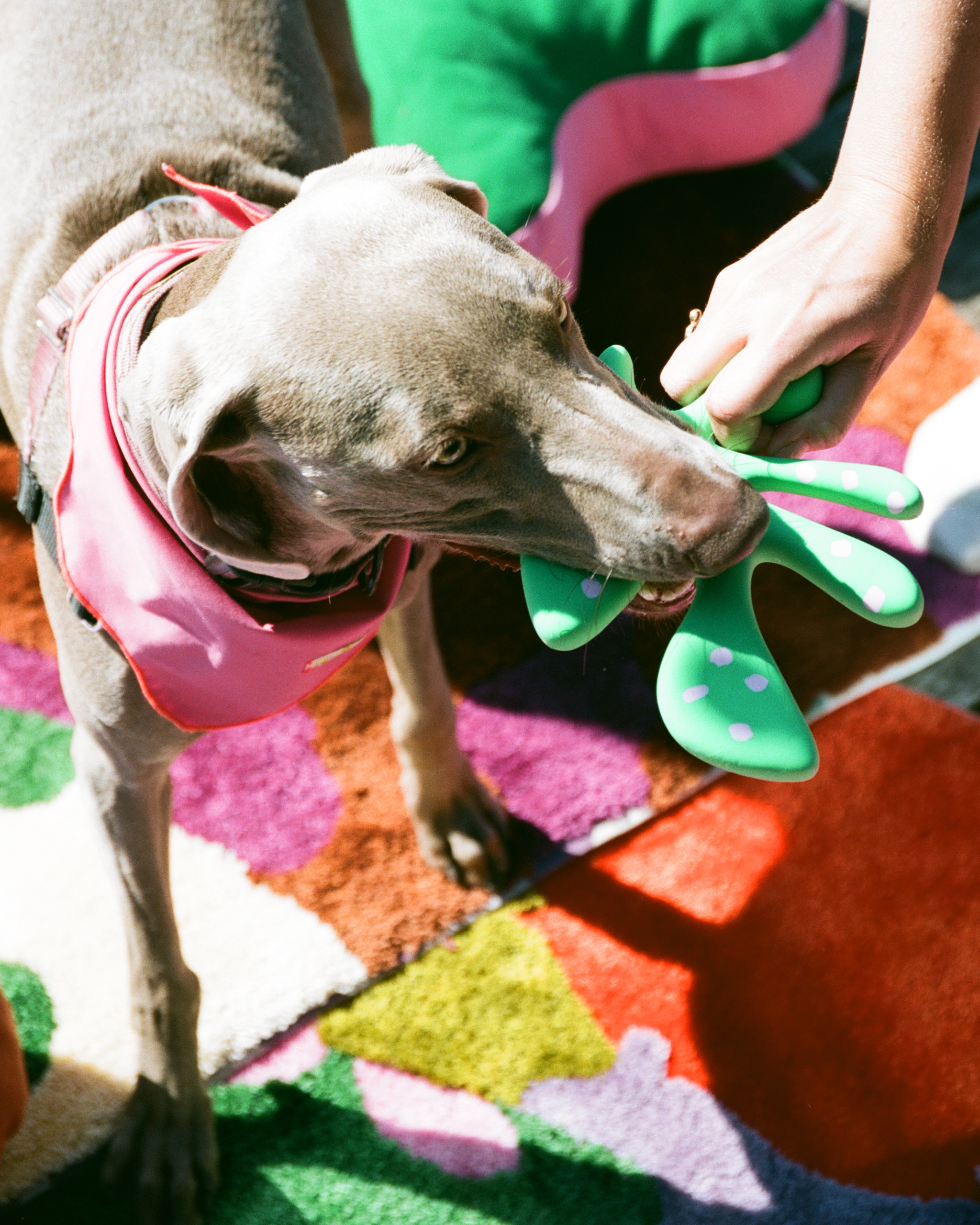 The "Petal" Toy