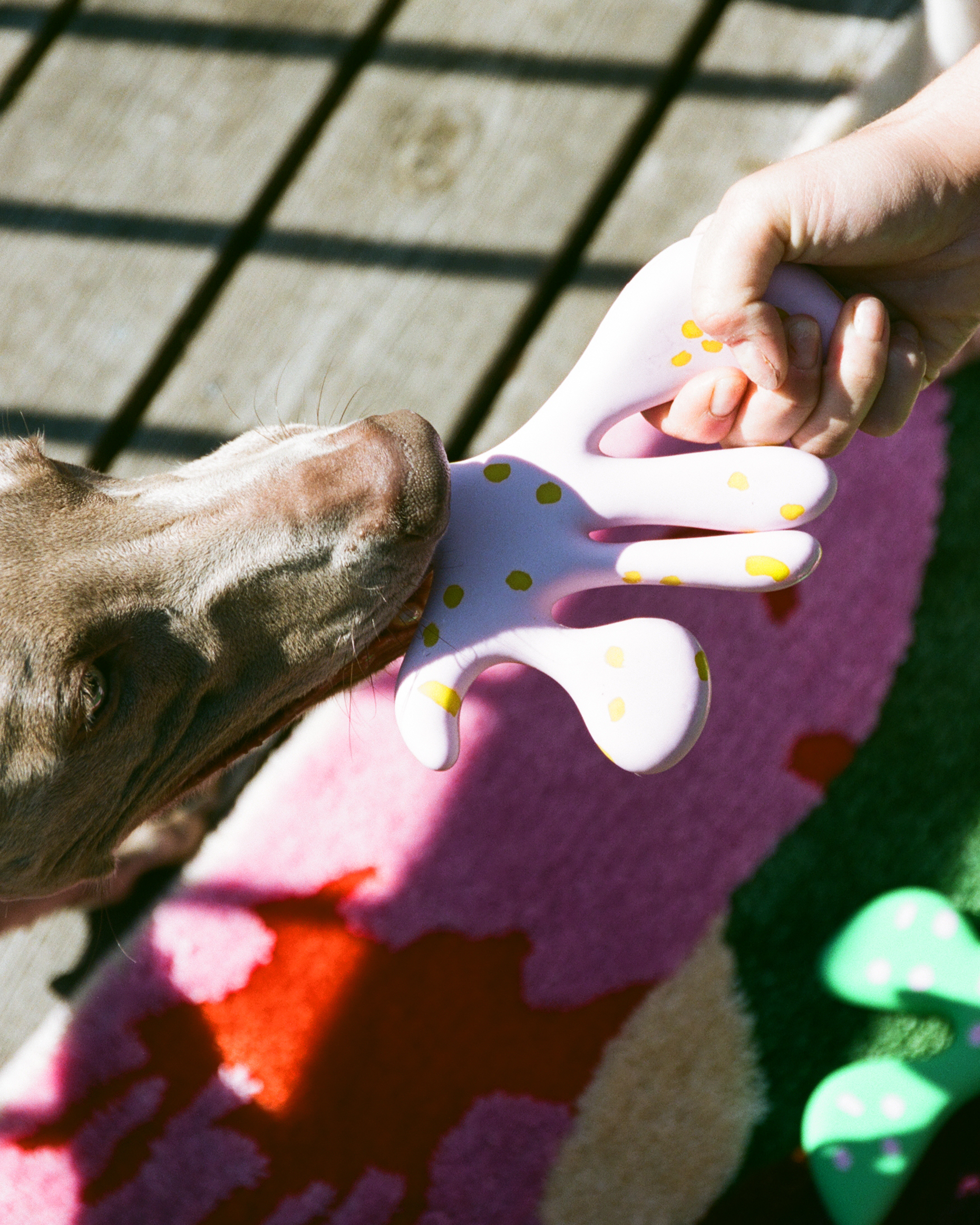 The "Petal" Toy