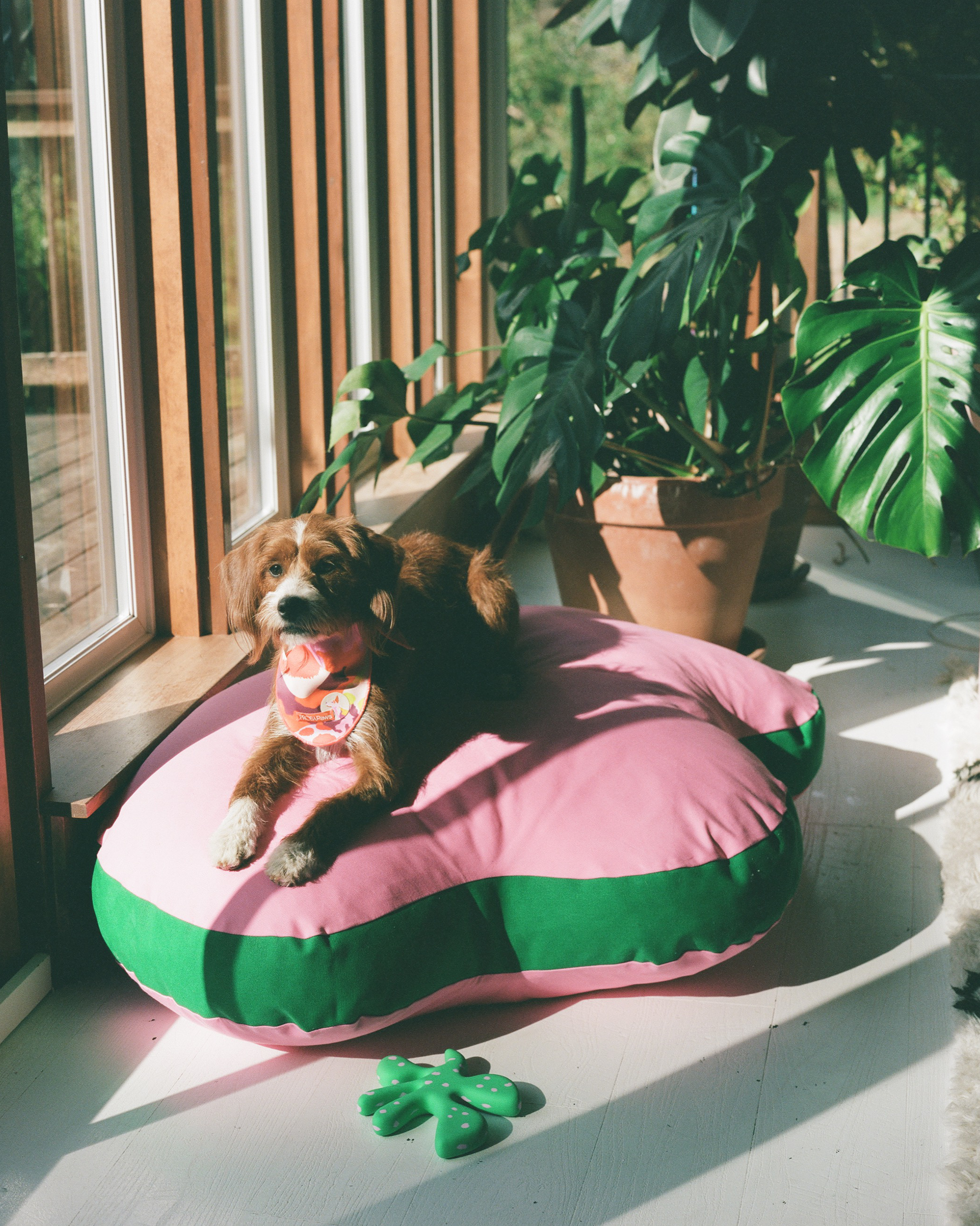 The "Paw-fect" Medium, Sample
