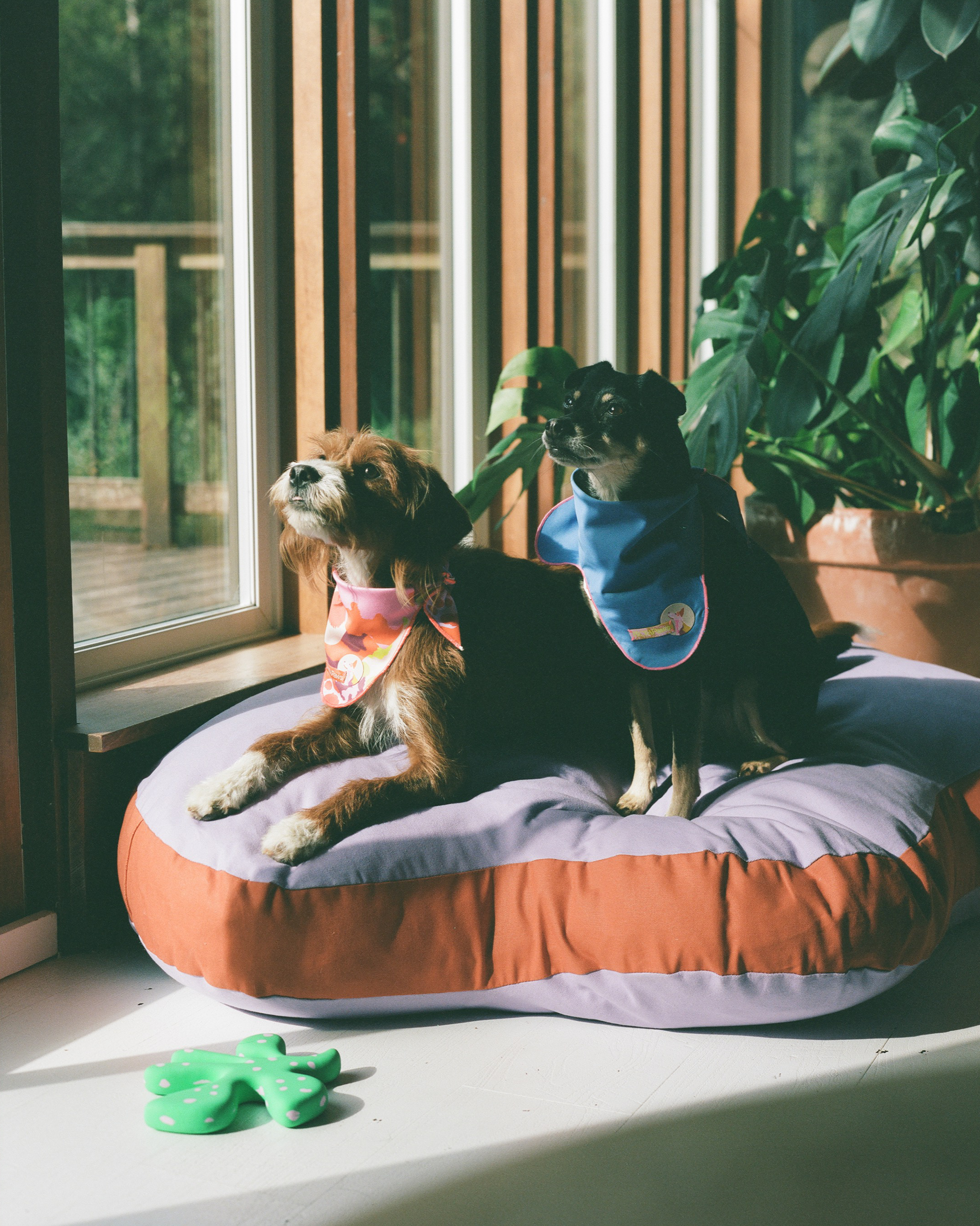 The "Paw-fect" Bed Small, Sample