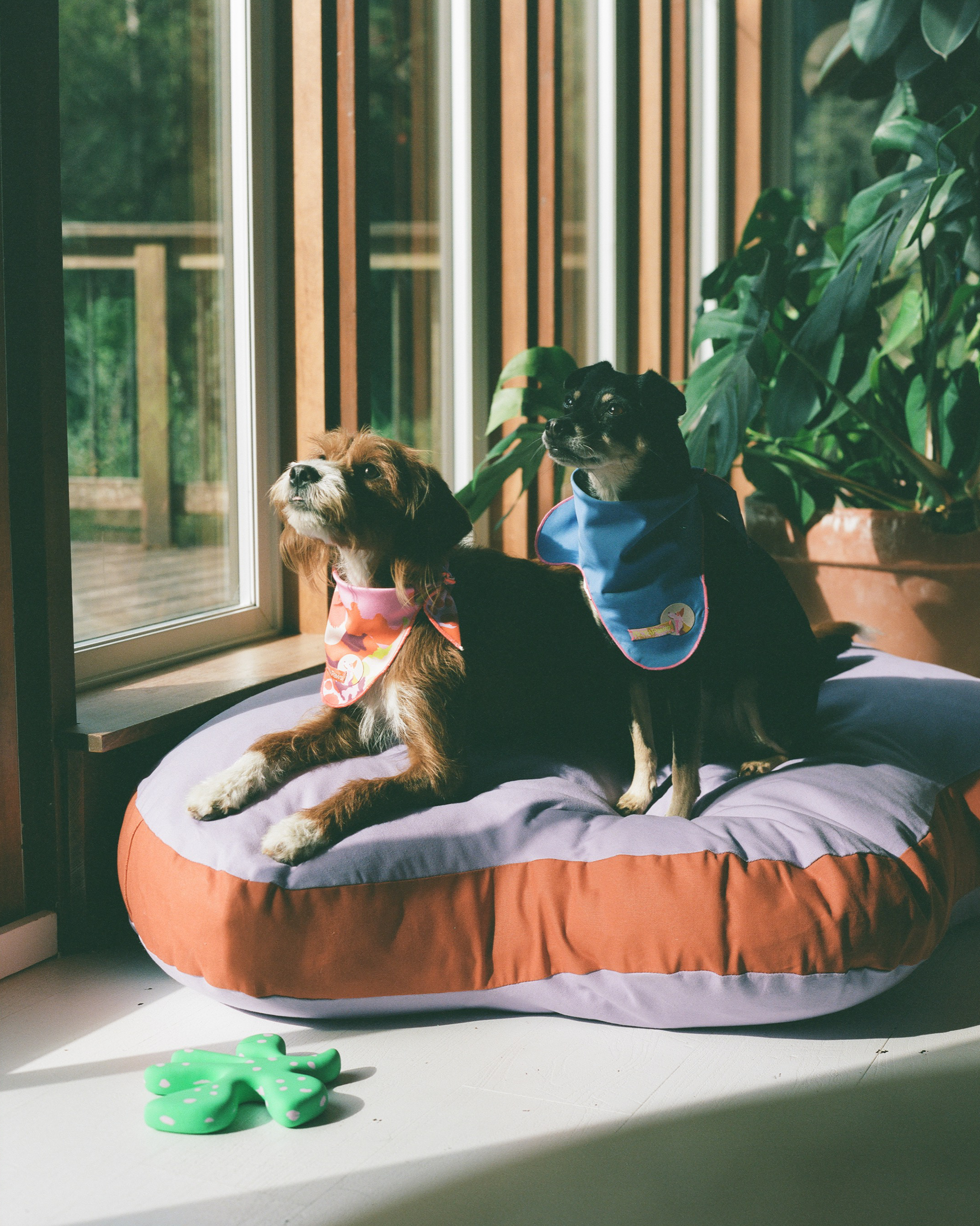 The "Paw-fect" Bed