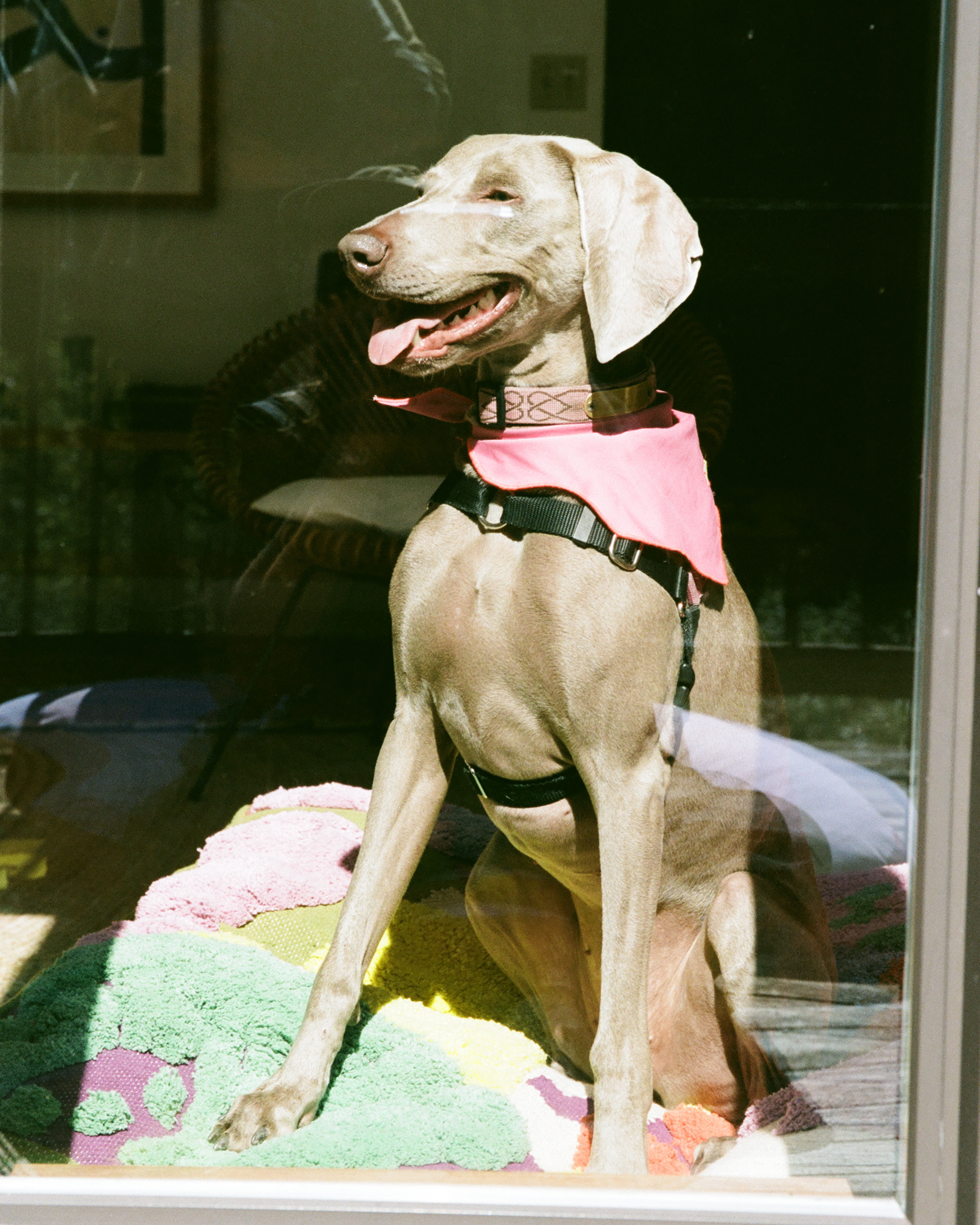 The "Ripple" Bandana