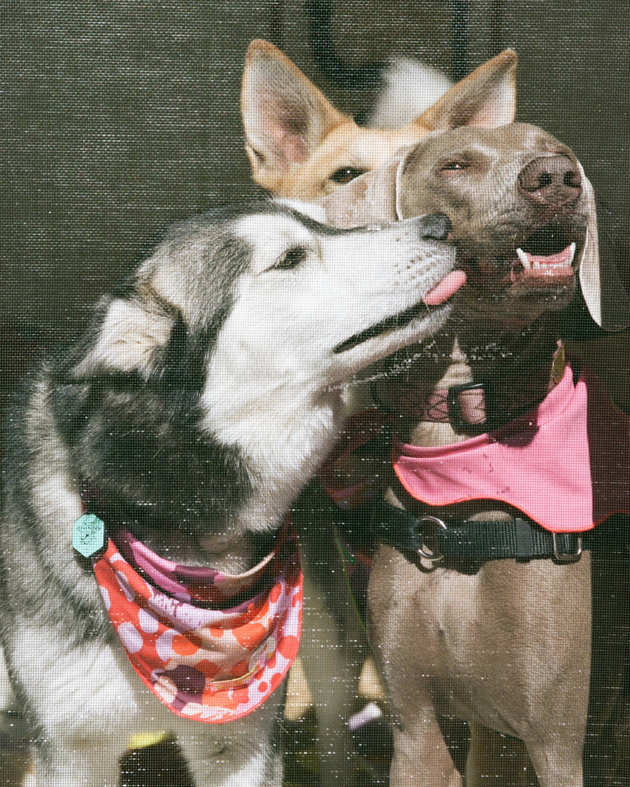 The "Ripple" Bandana