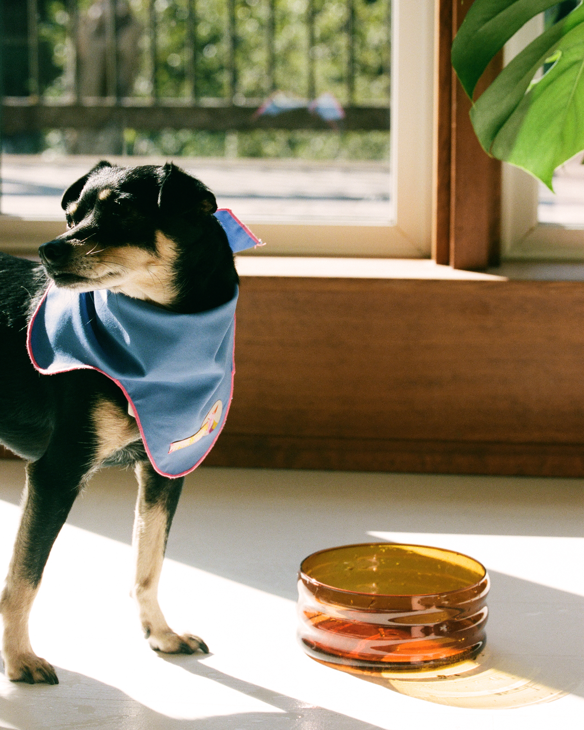 The "Hills" Bandana