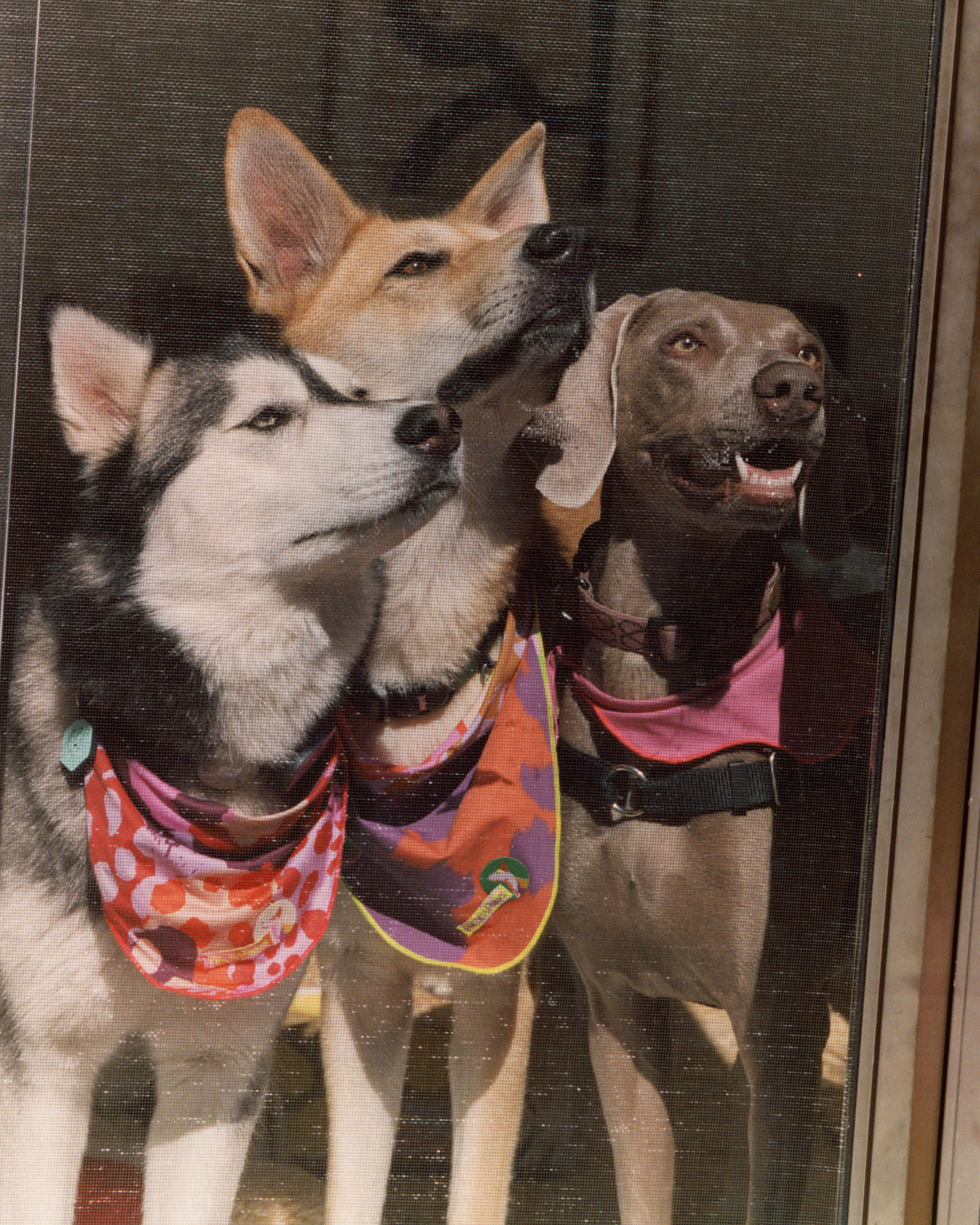 The "Treat" Bandana