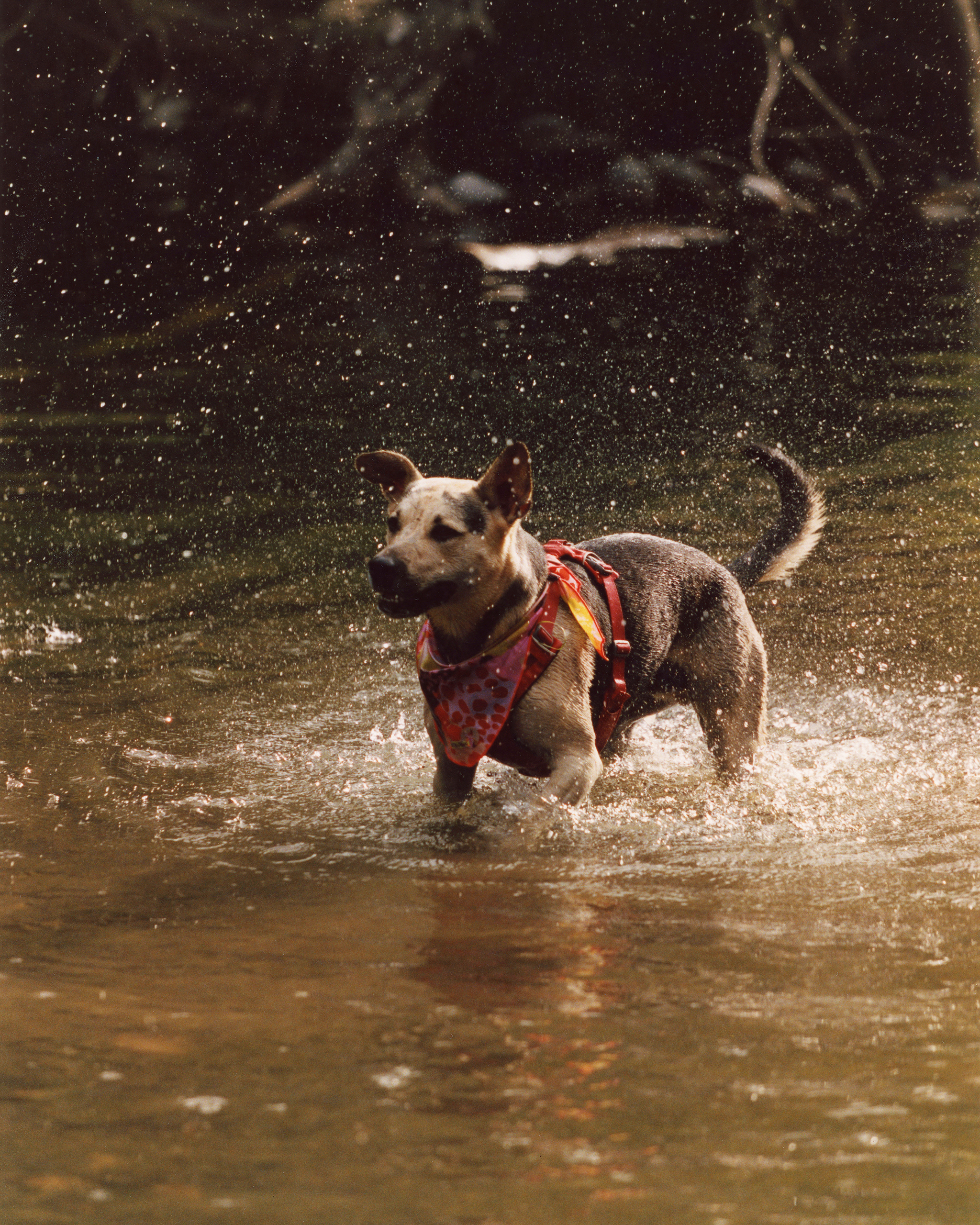 The "Treat" Bandana