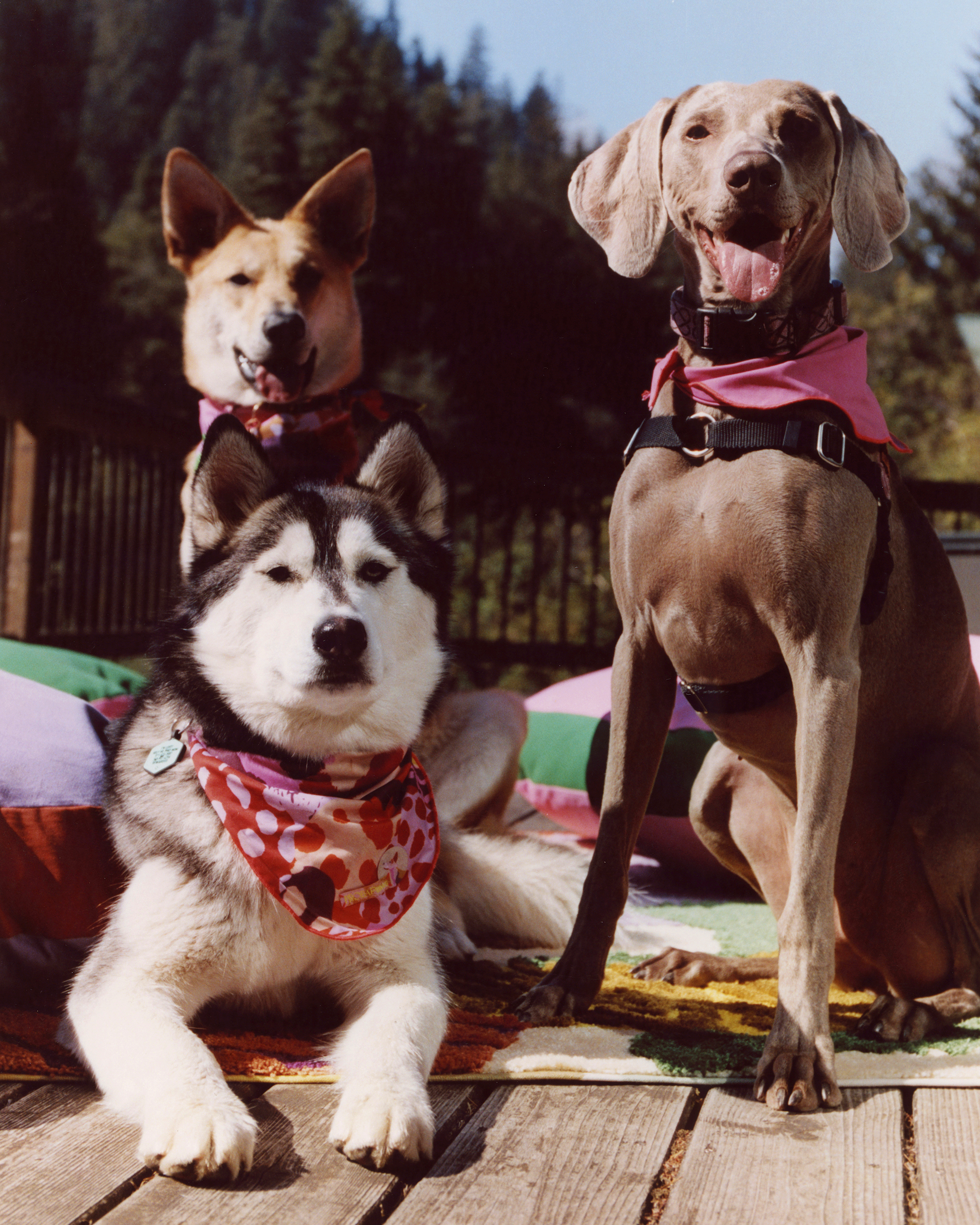 The "Treat" Bandana