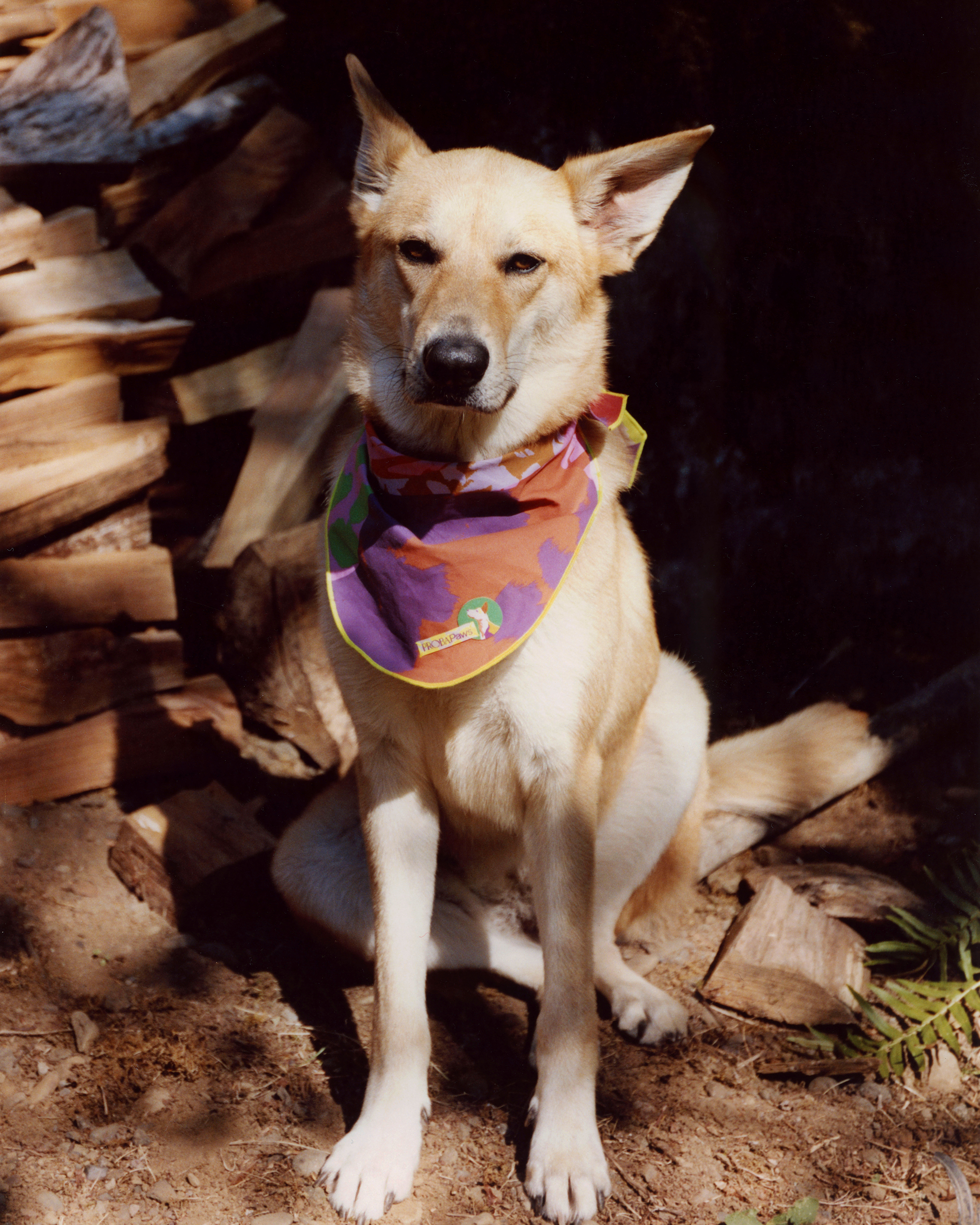 The "Playground" Bandana