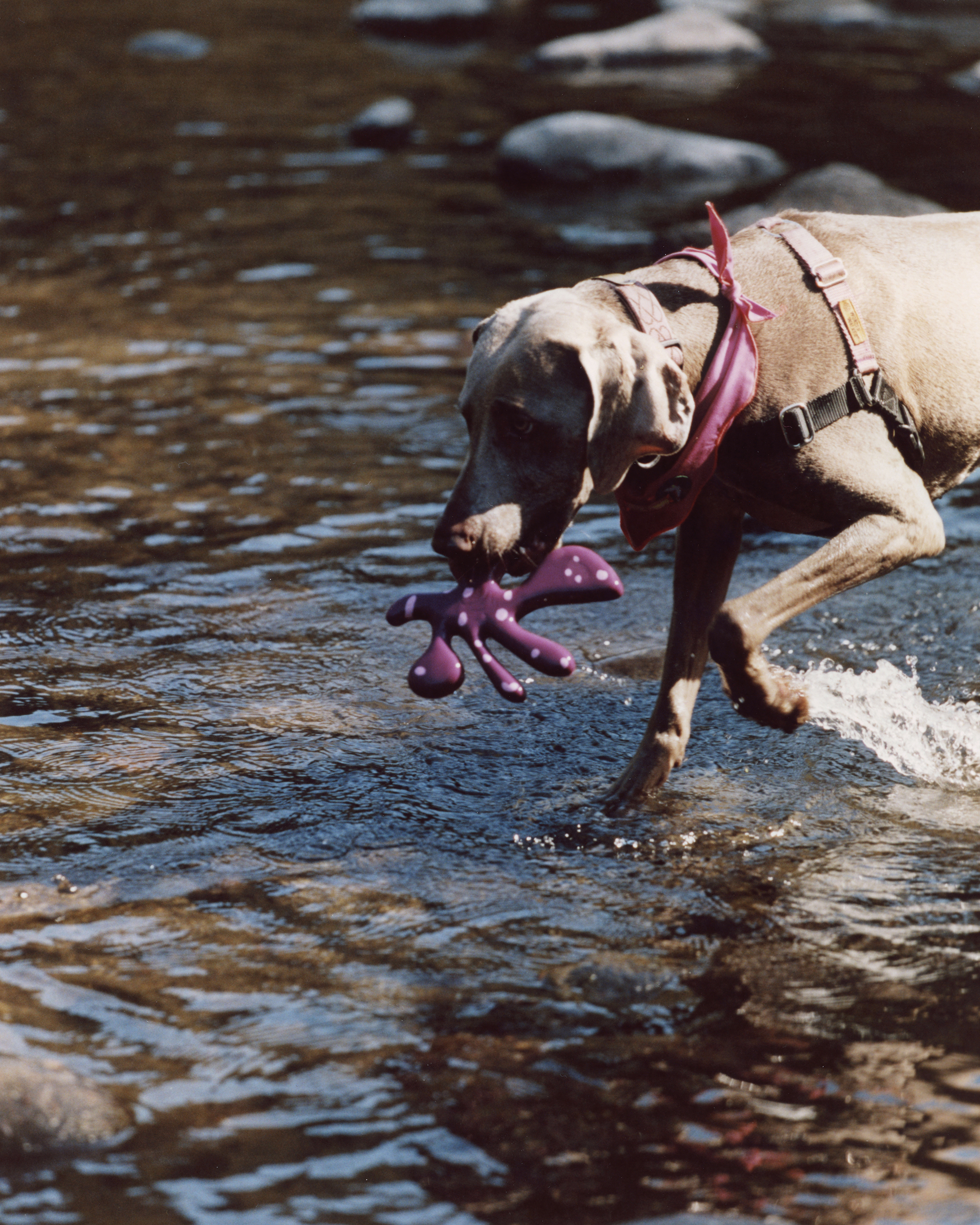 The "Petal" Toy