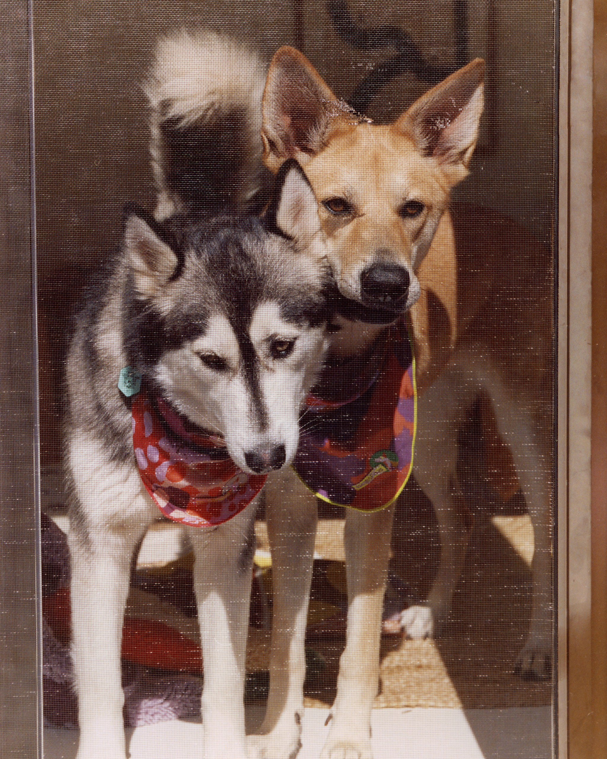 The "Playground" Bandana