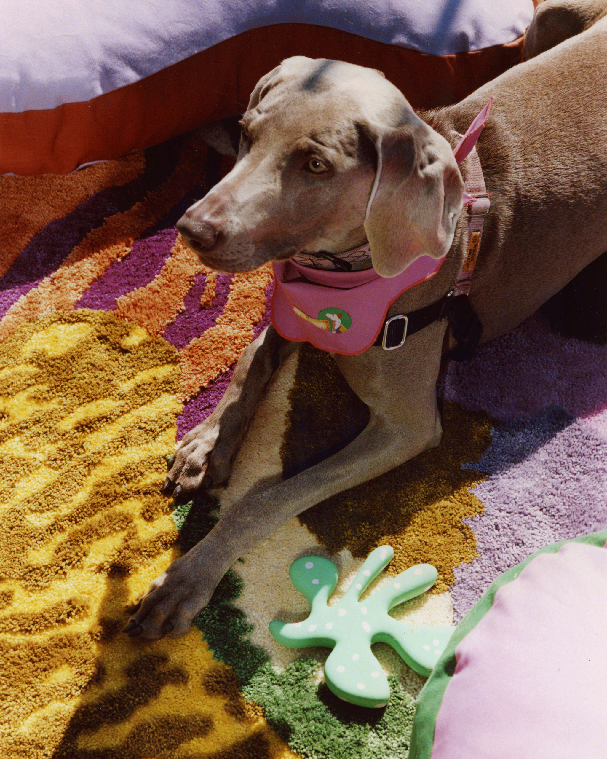 The "Petal" Toy