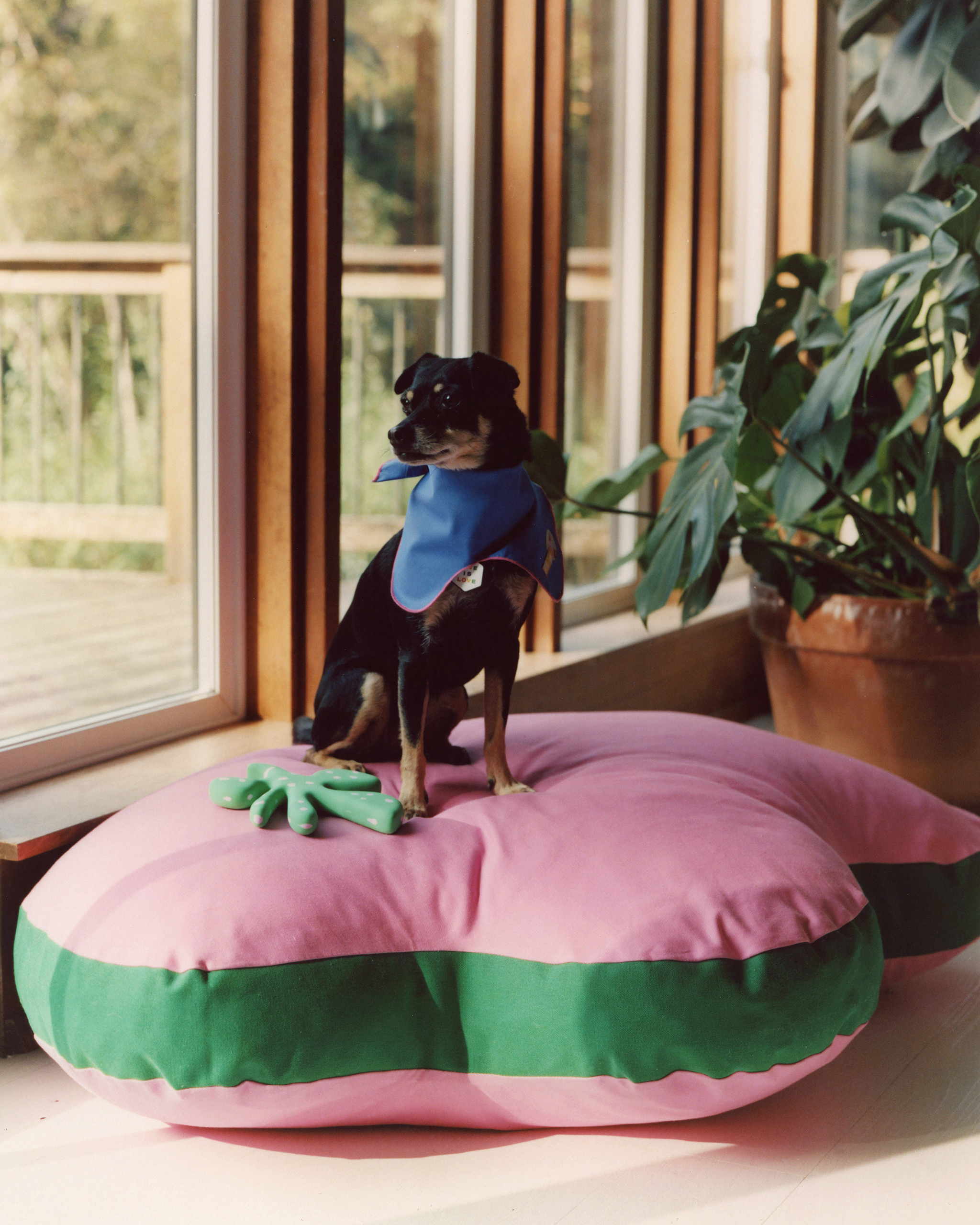 The "Paw-fect" Medium, Sample