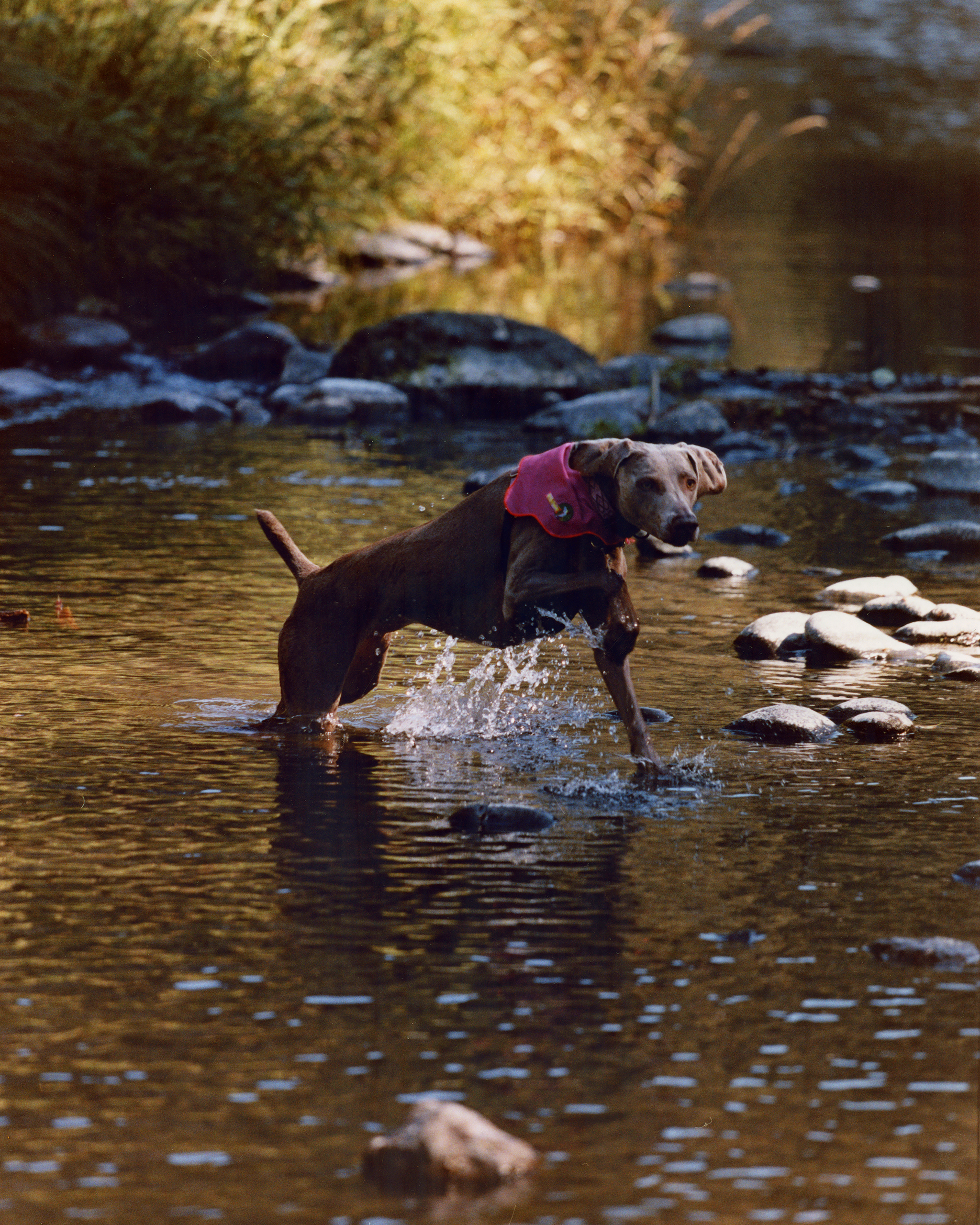 The "Ripple" Bandana