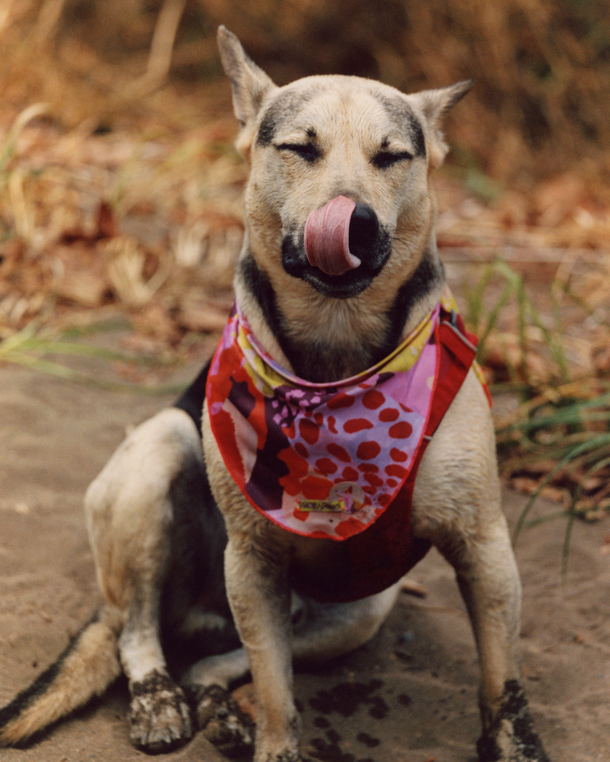 The "Treat" Bandana