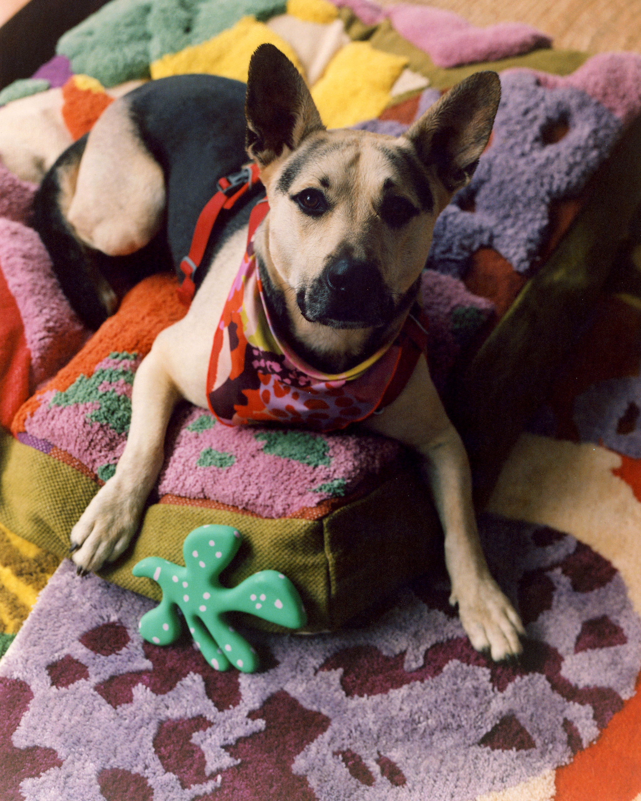 The "Petal" Toy