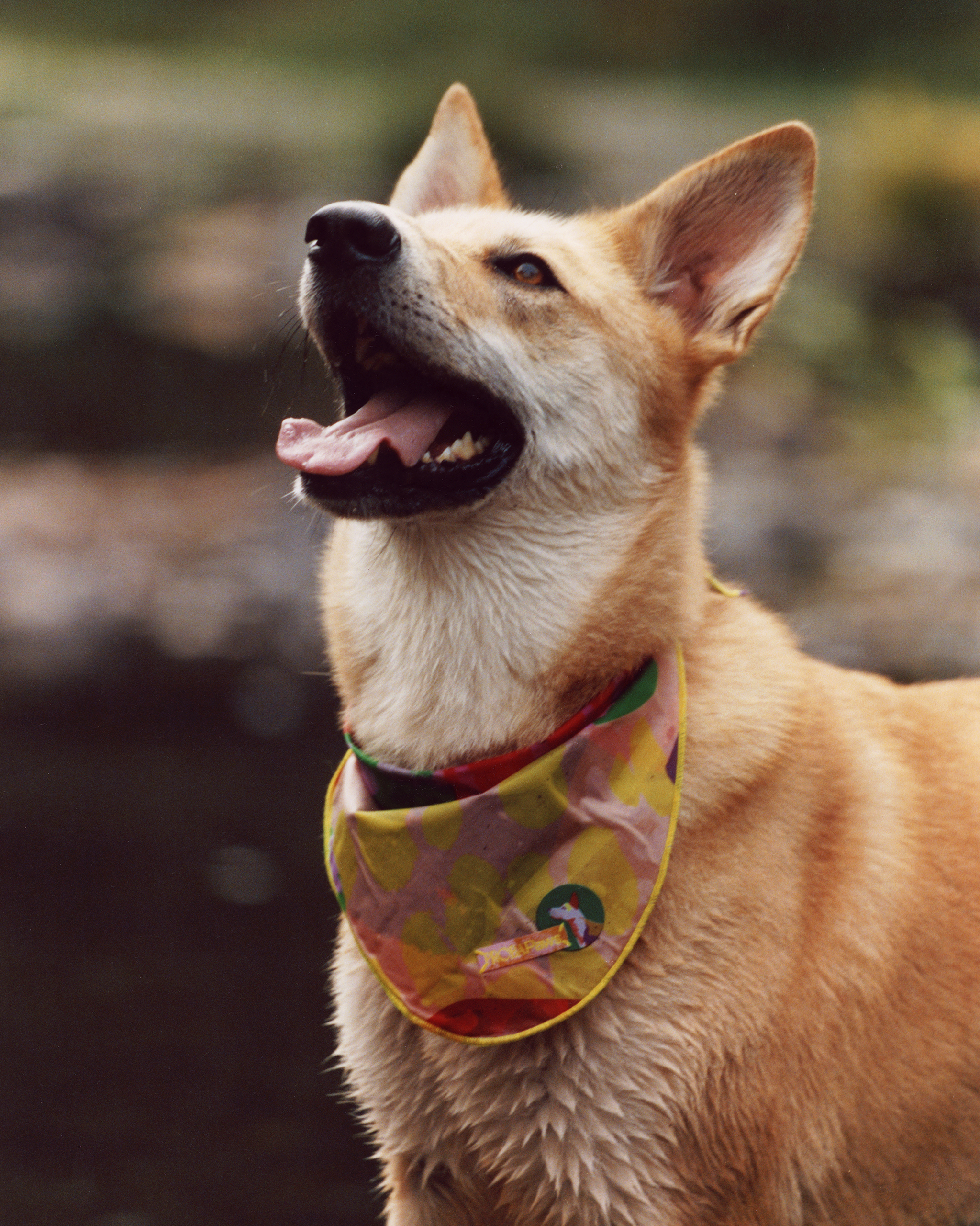 The "Playground" Bandana