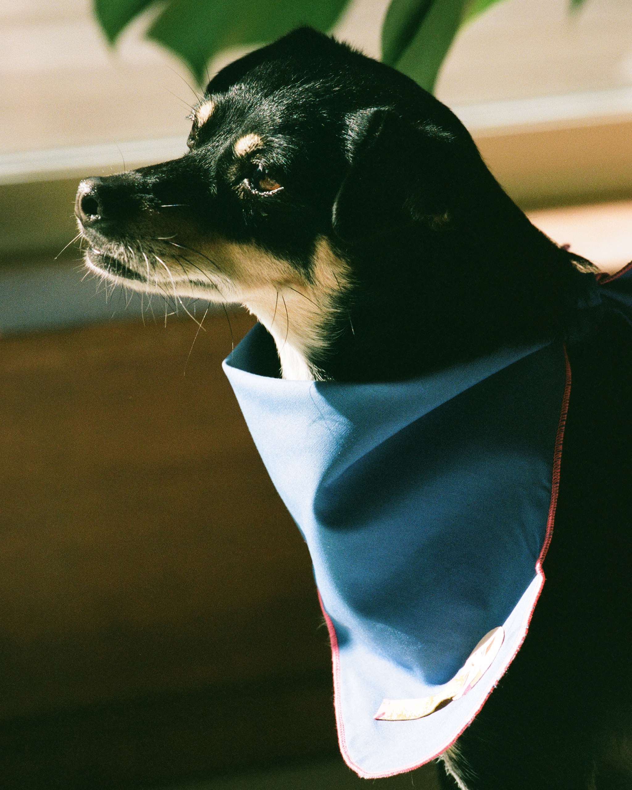 The "Wave" Bandana