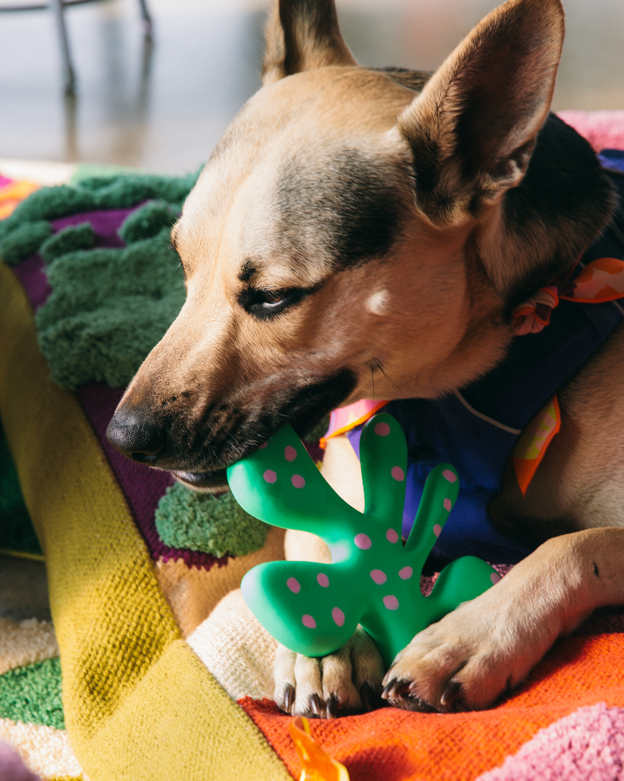 The "Petal" Toy