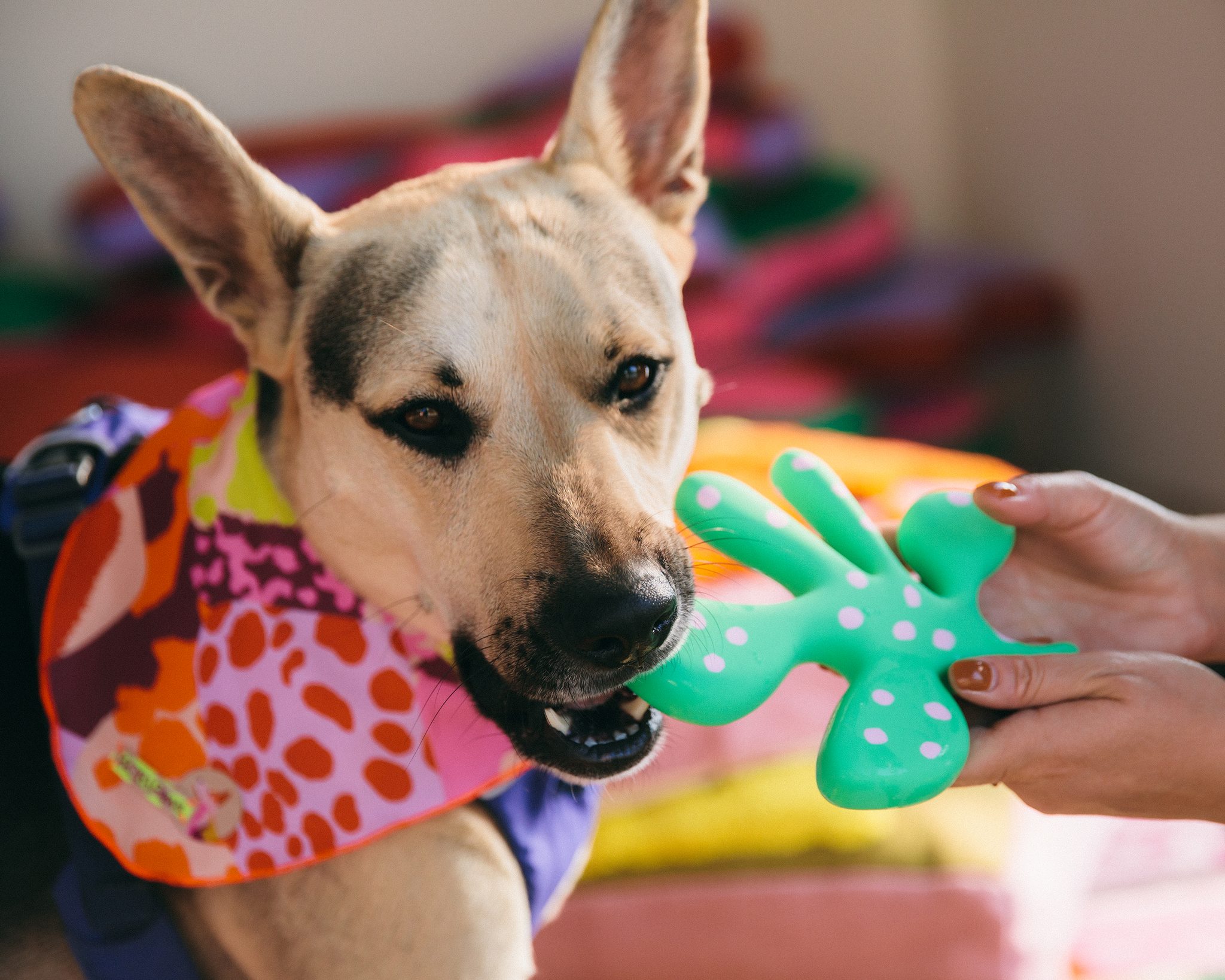 The "Petal" Toy