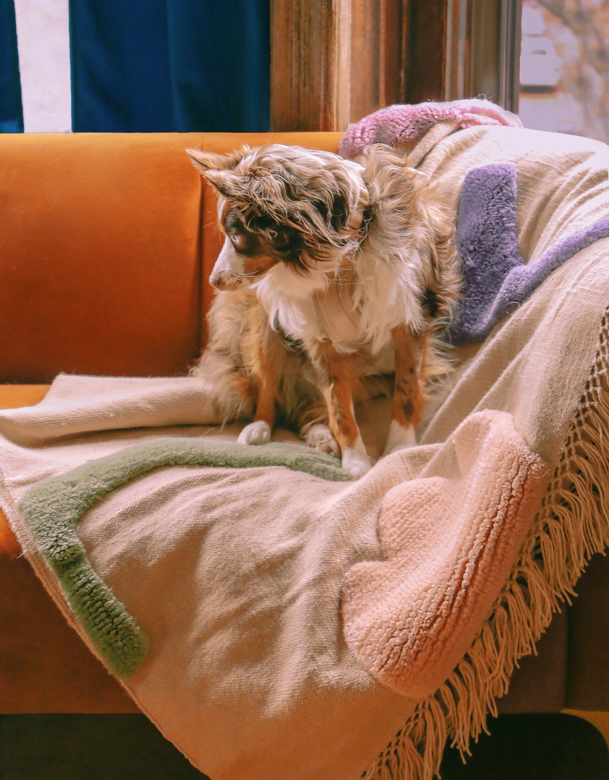 The "Heavy" Blanket 02