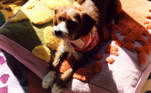 Proba Paws
