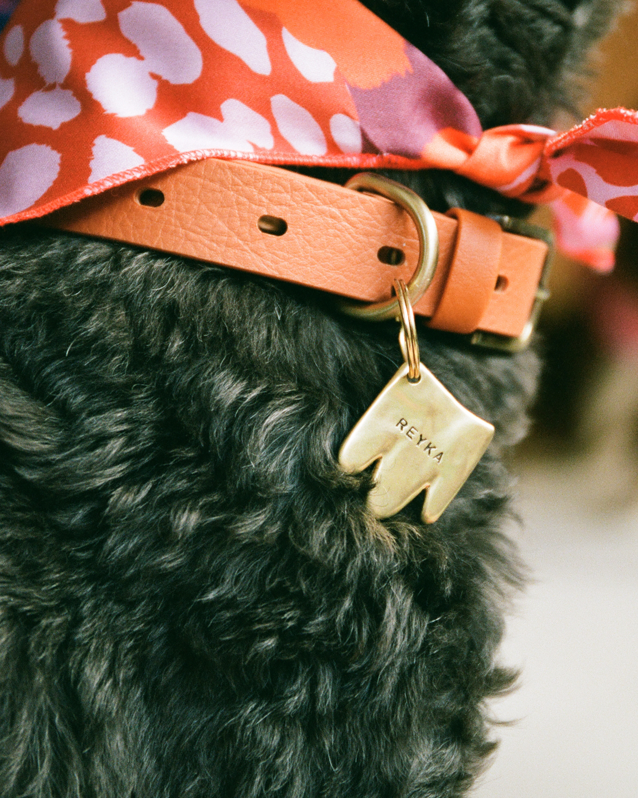 The "Paw" Tag