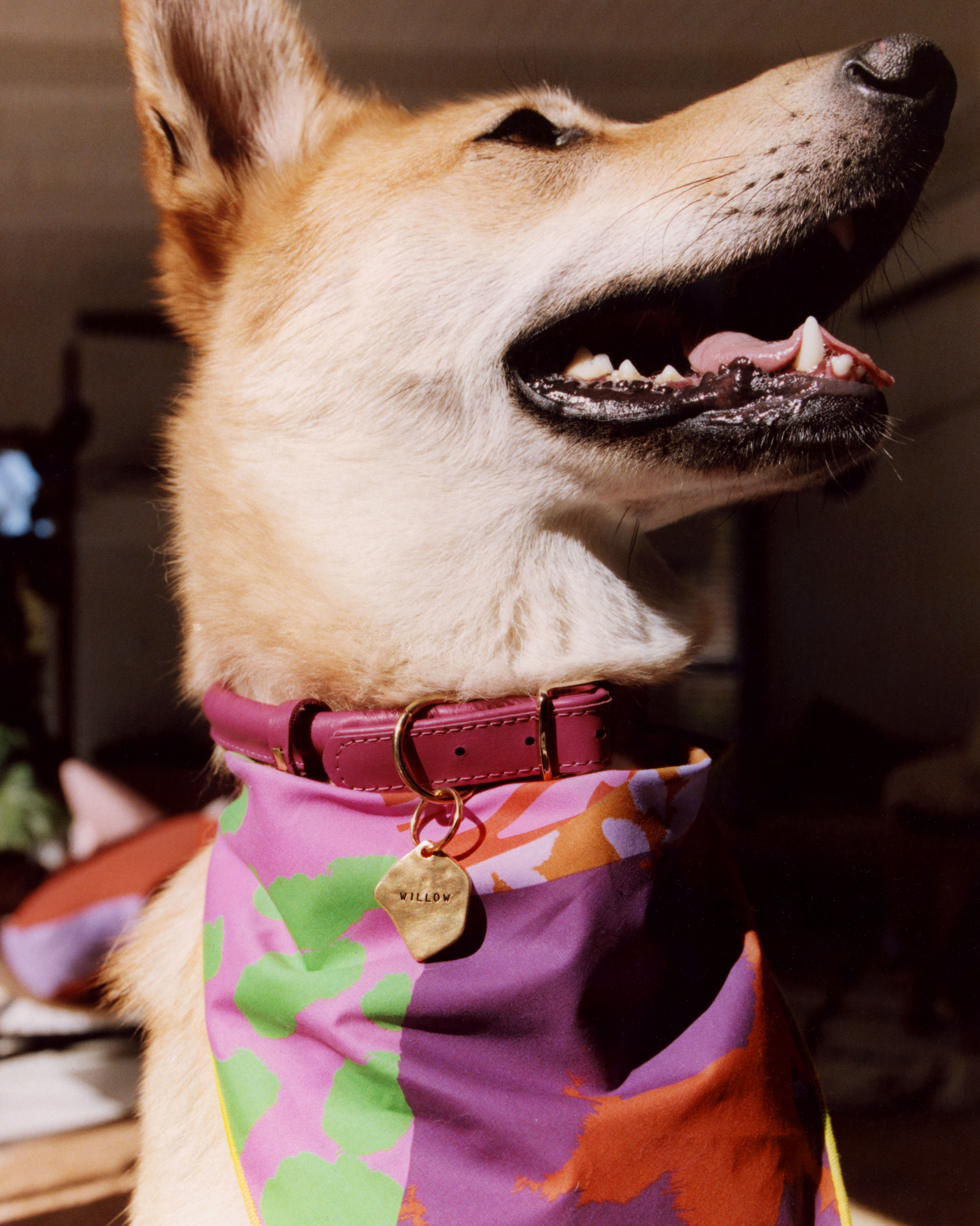 The "Dog Ear" Tag