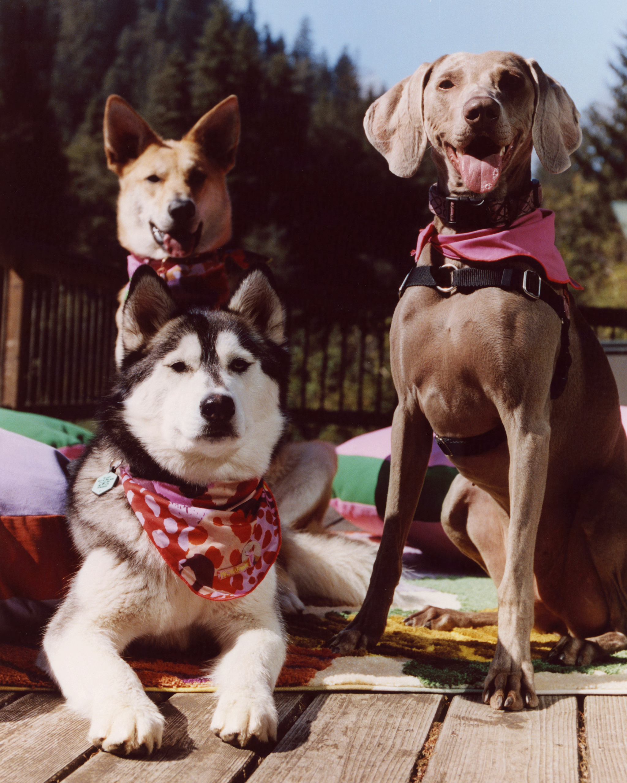 The "Ripple" Bandana