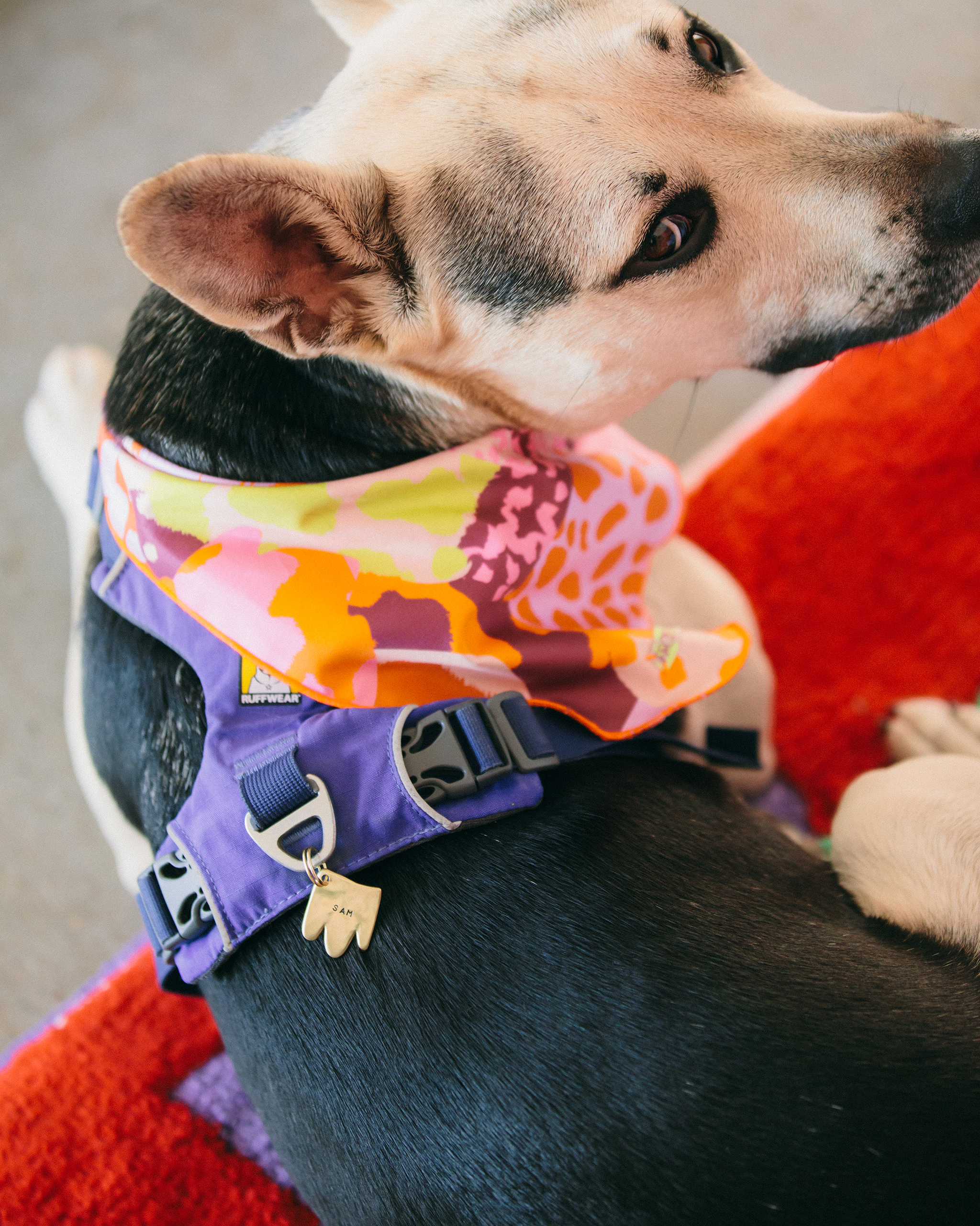 The "Paw" Tag